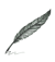 Design-Elements_quill-1